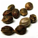 Семена марихуаны АК-47  (Seeds AK-47) в Саках